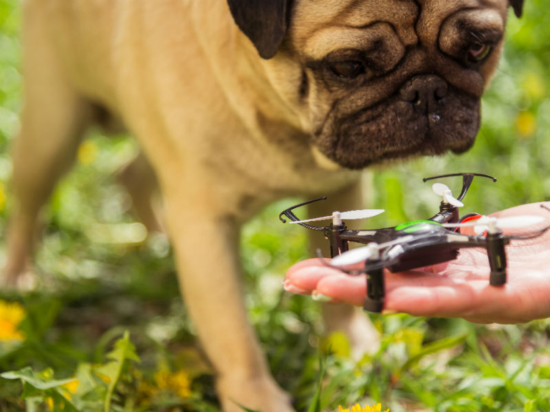 Change clothes Accidentally Thorny Drone Dog Walker: Has Pet Technology Gone Too Far? – American Kennel Club