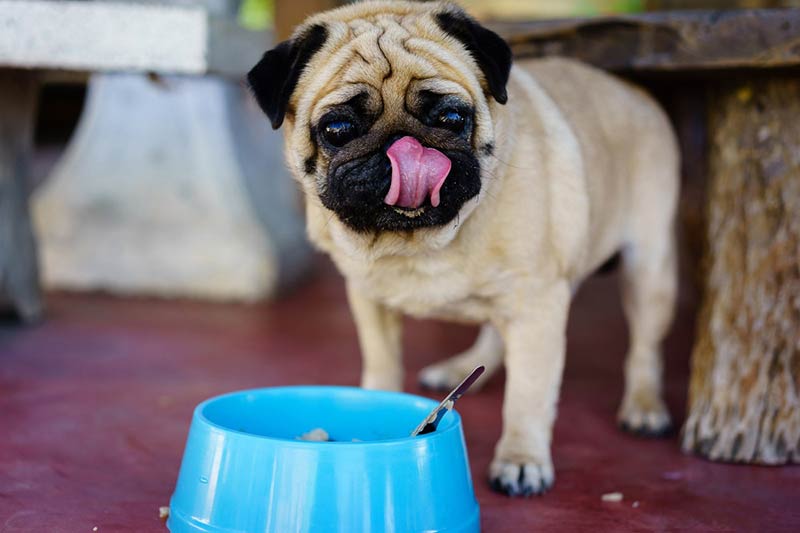 pug_natural_food