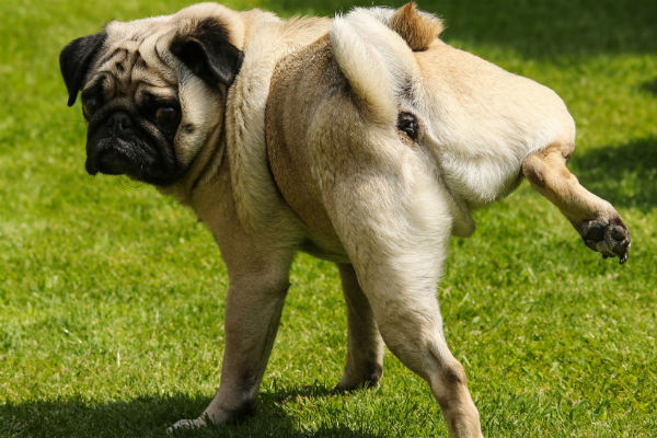 dog pee on carpet baking soda