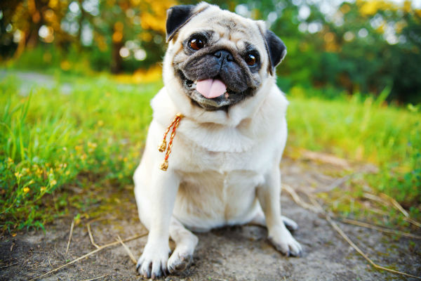 pug_smiling