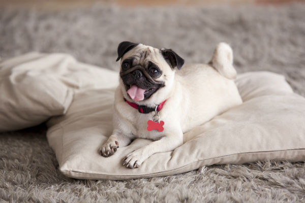 13 Dogs With Curly Tails American Kennel Club