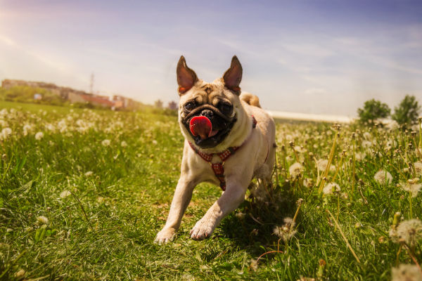 pug_zoomies