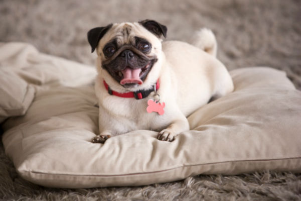 http://cdn.akc.org/content/article-body-image/pugsmalldogs.jpg