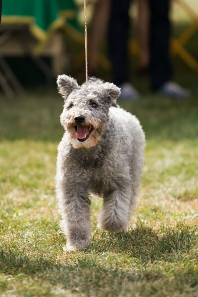 are pumi puppies lazy