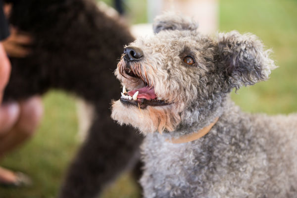 pumi smiling