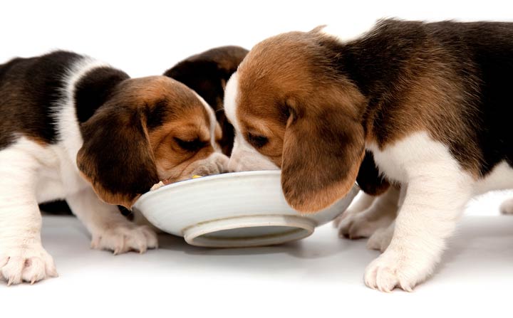 can changing my puppys food cause diarrhea