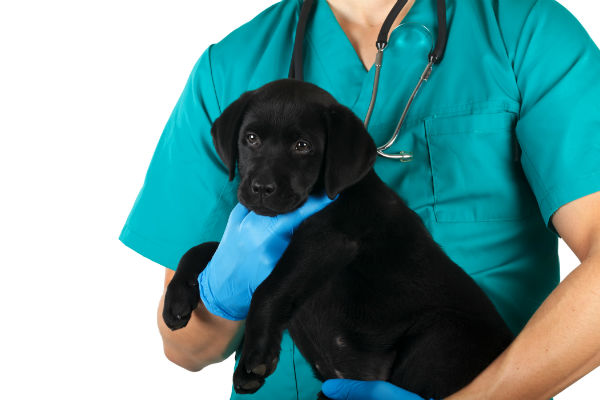 what can cause diarrhea in puppies