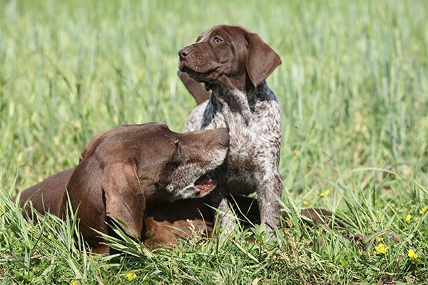 puppy with dog