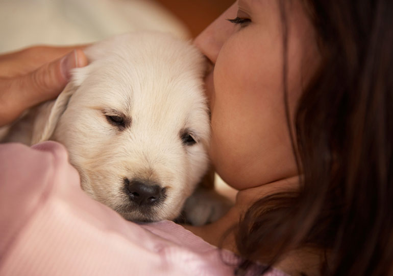 Do You Need Pet Insurance For Your Dog? American Kennel Club