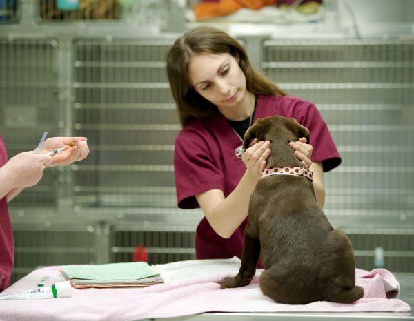 puppy at vet