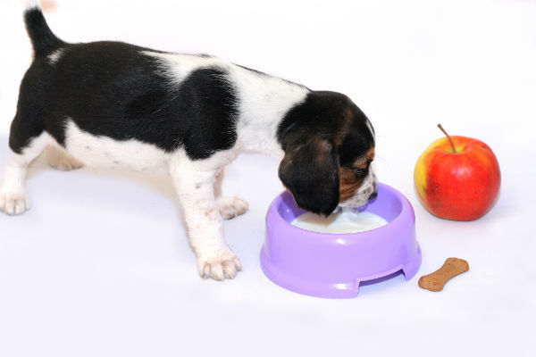 can we give milk to labrador puppy