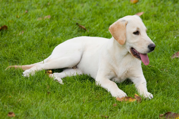 lab puppy