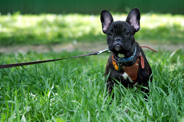 puppy on leash