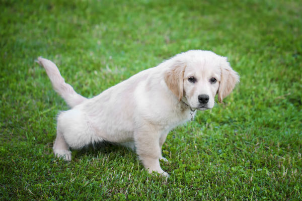 how do you potty train an indoor dog