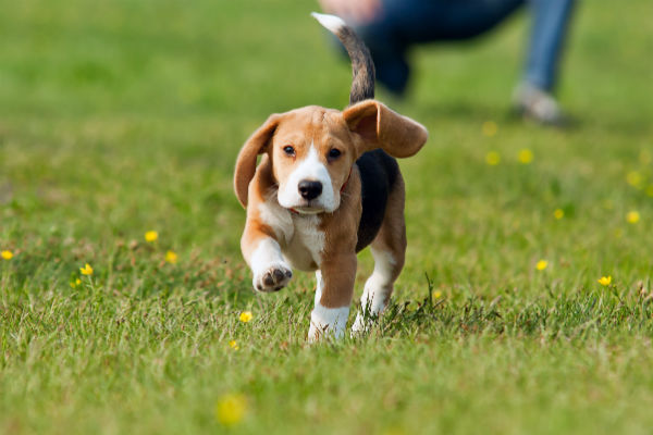 puppy running