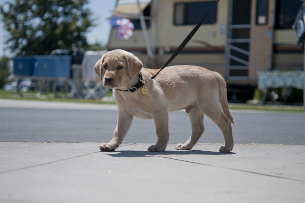 puppy walking on a leash