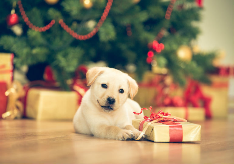 9 Dogs Who Can't Wait To Tear Open Christmas Gifts [VIDEOS] - DogTime