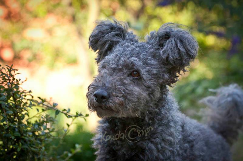 pumi dog puppy