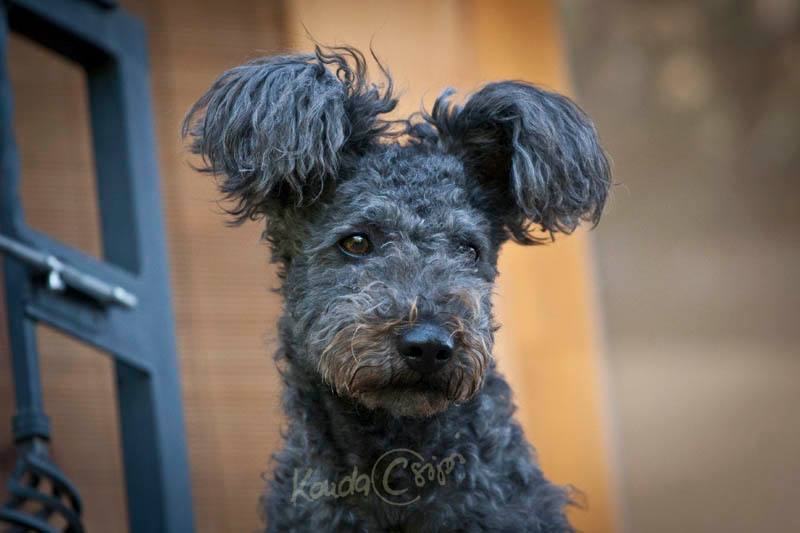 pumi puppies