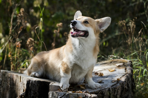 small dogs that look like big dogs