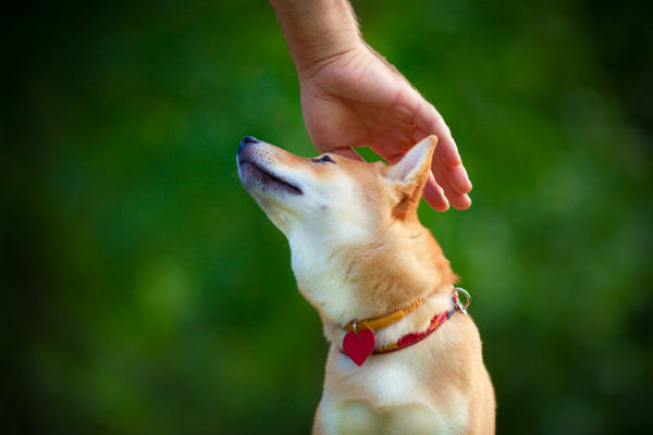 petting shiba inu