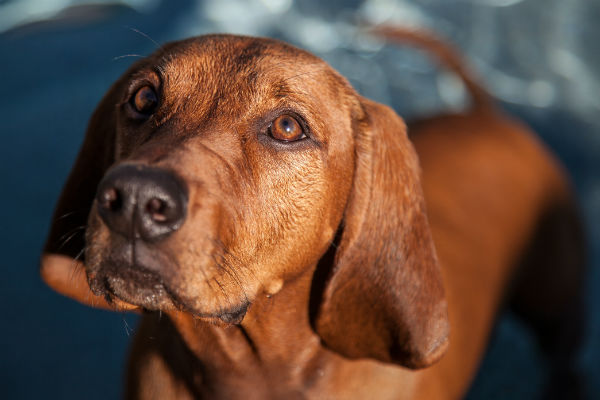 red dog breeds