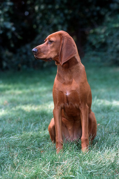 Red store coated dogs