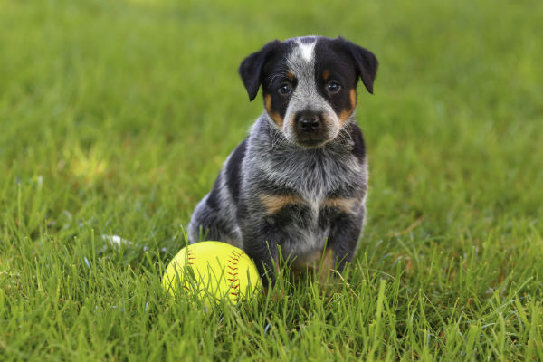 puppy guarding ball