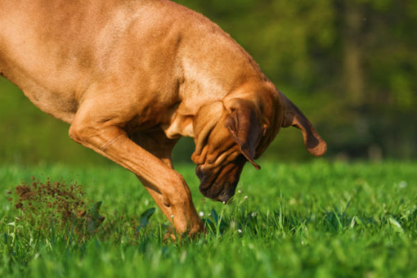 rhodie digging