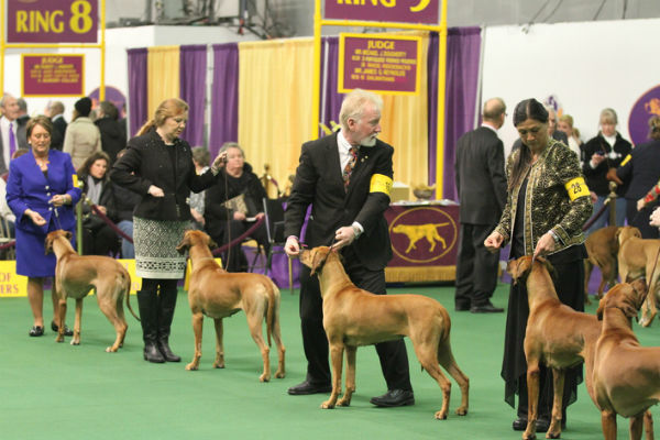 rhodesian ridgeback