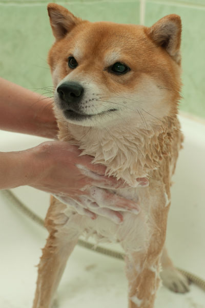 ringworm shiba