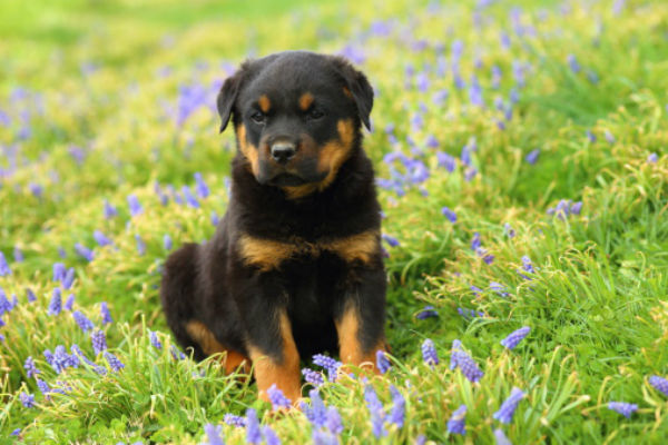 variety of puppies