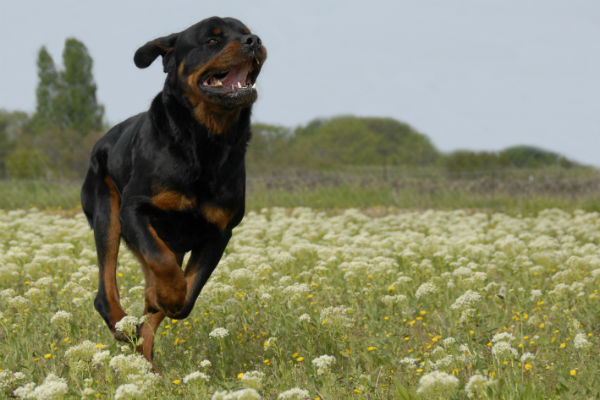 what is a rottweiler bite force for kids