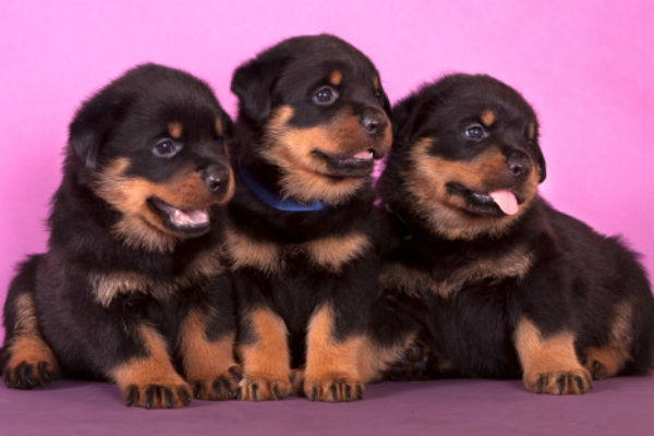 rottweilier puppies body