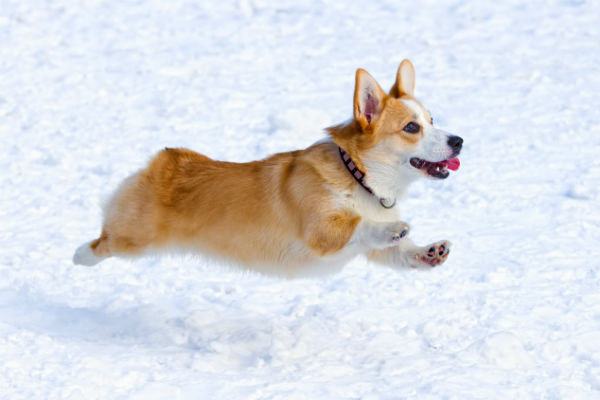 running with a corgi