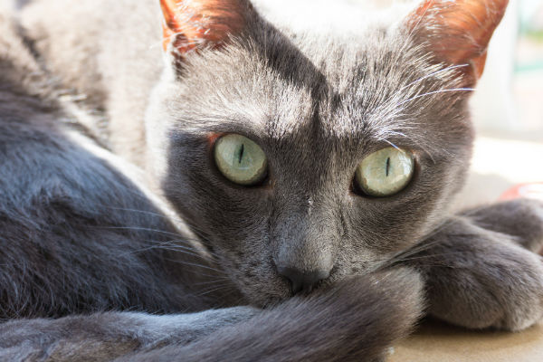 russian blue cat