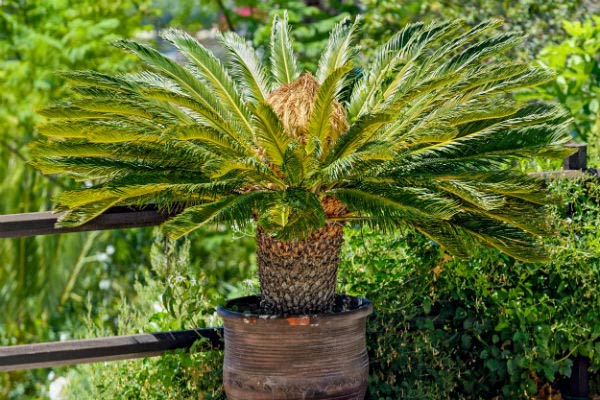 sago palm