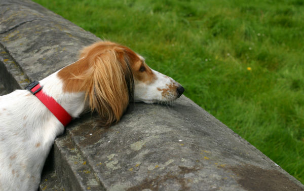 saluki resting head