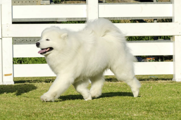 samoyed_