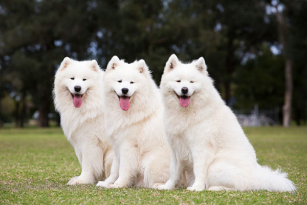 can samoyeds be guard dogs