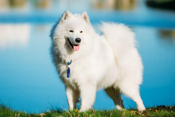 akc samoyed puppies