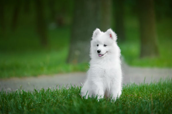 Pictures Of Cute Puppies