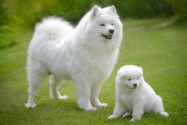 samoyed family