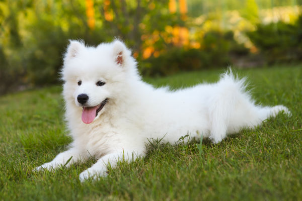 samoyed