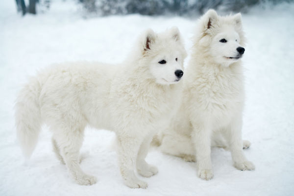 samoyed