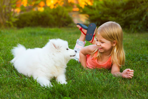 samoyed_puppy_and_girl_