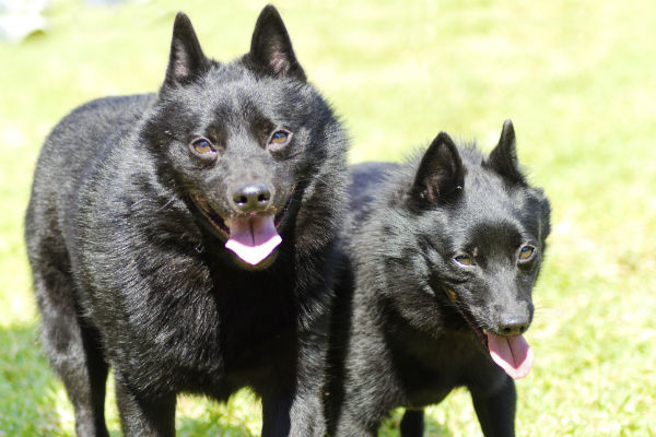 small dogs that look like big dogs