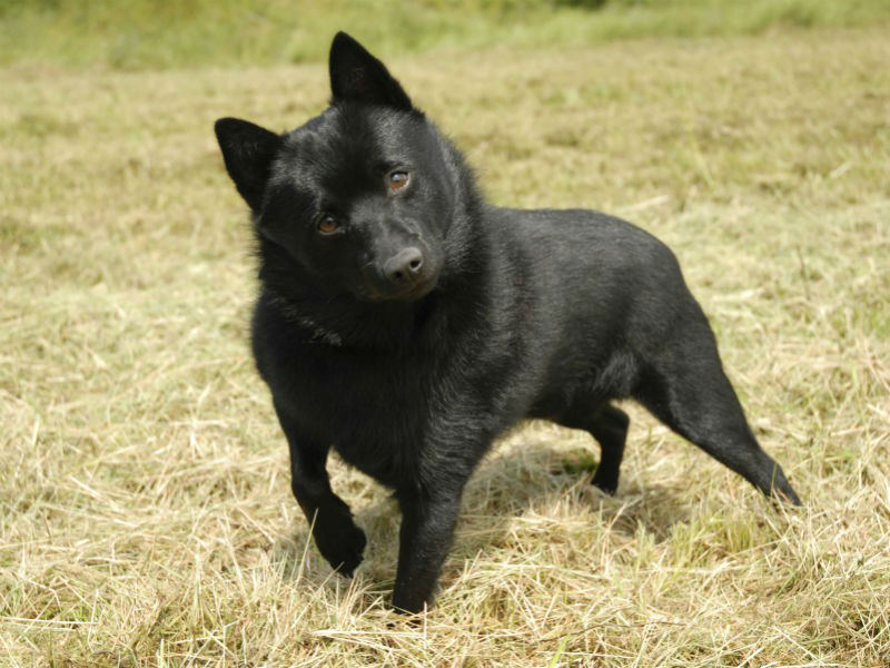 schipperke dog