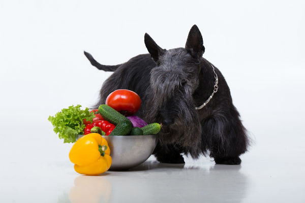 scottie and veggies
