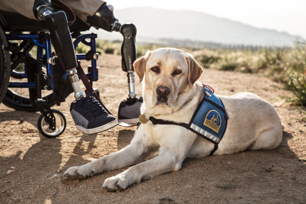 Therapy dogs best sale for veterans